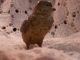 Antique Austrian Vienna Bronze Cold Painted Bird Bergmann Lovely Metalware photo 5