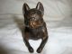 Vintage Jennings Brothers Jb Metal French Bulldog Boston Terrier Dog Bronze Metalware photo 9