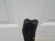 One Cast Iron Cobbler Shoe Making Tool Stand Only,  33 