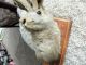 Mythical Jackalope Rabbit With Antlers Mounted Other photo 2