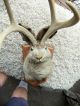 Mythical Jackalope Rabbit With Antlers Mounted Other photo 3