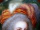 Berlin Porcelain Hand Painted Portrait Of Marie Antoinette Pencil Numbered Verso Other photo 3