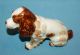 Vintage Porcelain Stunning Springer Cocker Spaniel Dog Figurine Figurines photo 10