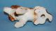 Vintage Porcelain Stunning Springer Cocker Spaniel Dog Figurine Figurines photo 11