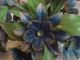 Fabulous Vintage Italian Tole Floral Bouquet In Urn Blue Flowers 26 