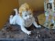 Adorable Vintage Piano Baby (girl) Porcelain.  Large Size.  German Made? Figurines photo 5