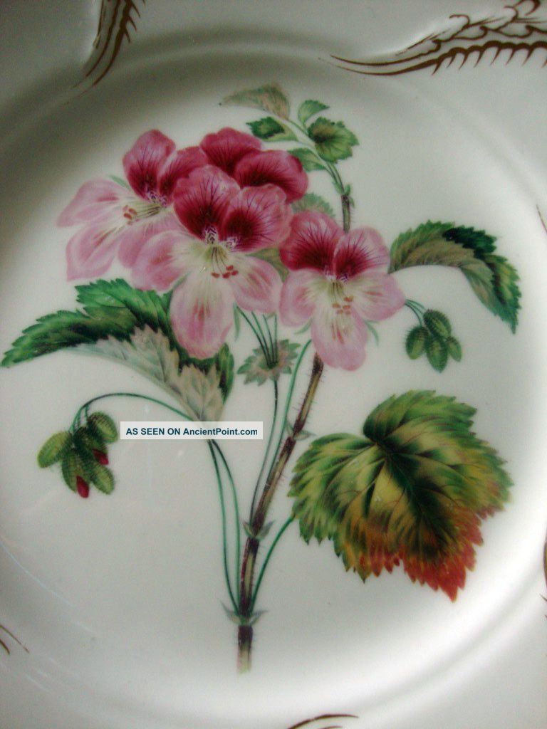 Finest Kerr & Binns Worcester (1842 - 1862) Botanical Study Cabinet Plate Nr Plates & Chargers photo