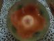 Statham Enamel On Copper Bowl - Signed - Orange/green Incised Pattern - Metalware photo 9