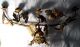 Antique/vtg French Gold Gilt Gothic Candelabra/candle Holders,  Cathedral Style Metalware photo 11