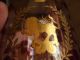 5 Rare Antique Candle Glass Lamp Shade W/ Gilt Persian Lion And Sun Other photo 4