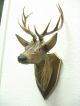 Vintage Black Forest Carved Deer Head 1960 ' S Carved Figures photo 4