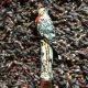 Htf Hubley Parrot Bronze Cast Iron Art Letter Paper Bill Desk Knife Opener Metalware photo 2