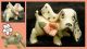 Vintage Porcelain Dog With Pink Flower And Gold Dotted Ears Excellent 60s 70s Figurines photo 7