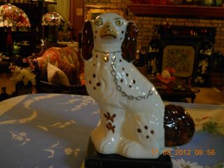 Staffordshire Figurine Dog Spaniel White,  Brown Patches & Gilt Collar photo