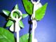 2 Shabby Vintage Italian Tole Flower Enamel Toleware Holder Wall Hooks Italy Tag Toleware photo 4