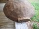 Antique American Primitive Hard Wood Hand Made Trencher Tray Dough Bowl Folk Art Bowls photo 8