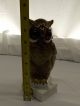 Golden Crown E&r Western Germany Porcelain Owl Figurines photo 1