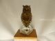 Golden Crown E&r Western Germany Porcelain Owl Figurines photo 6