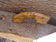 Antique Outdoor Or Woodworking Folding Saw,  Old,  Great For Western Decor. Other photo 3