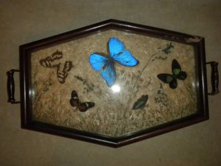 Vintage Wooden Serving Tray With Butterflies And Wild Field Seeds Under Glass photo