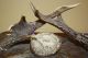 Antique Hand Made Ghost Elk Box Boxes photo 5