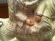 Antique Staffordshire English Porcelain Hunter W/deer Figurine 1870 - Figurines photo 3