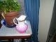 Vintage Mid 1800 ' S - - Goodwin Pottery - - Semi - Porcelain Water Picture,  Small Size Pitchers photo 1