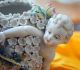 Antique German Porcelain Cherub In Flower Encrusted Vase Figurines photo 4