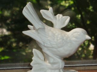 Vintage White Bisque Porcelain Bird Figurine Adorable Mint Feathers Tsc Mark Euc photo