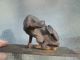 Antique Cast Iron Dog Very Unusual And Rare 1 Of 2 Listing Very Old Metalware photo 4