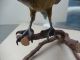 Large Rare C1900 Austrian Bronze Cold Painted Parrot On Perch Metalware photo 10