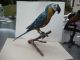 Large Rare C1900 Austrian Bronze Cold Painted Parrot On Perch Metalware photo 2
