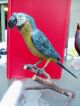 Large Rare C1900 Austrian Bronze Cold Painted Parrot On Perch Metalware photo 3