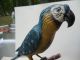 Large Rare C1900 Austrian Bronze Cold Painted Parrot On Perch Metalware photo 4