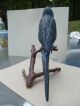 Large Rare C1900 Austrian Bronze Cold Painted Parrot On Perch Metalware photo 5