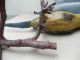 Large Rare C1900 Austrian Bronze Cold Painted Parrot On Perch Metalware photo 8