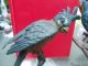 Large Rare C1900 Austrian Bronze Cold Painted Parrot On Perch Stamped Metalware photo 2