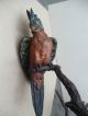 Large Rare C1900 Austrian Bronze Cold Painted Parrot On Perch Stamped Metalware photo 5