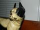Antique Bradley Hubbard Cast Iron Boston Terrier Doorstop Metalware photo 2