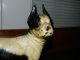 Antique Bradley Hubbard Cast Iron Boston Terrier Doorstop Metalware photo 3