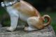 19th C.  Open Legged Pug Dog With Decorative Collar Of European Origin Figurines photo 2