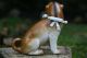 19th C.  Open Legged Pug Dog With Decorative Collar Of European Origin Figurines photo 5