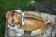 19th C.  Open Legged Pug Dog With Decorative Collar Of European Origin Figurines photo 8