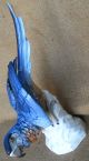 Blue Macaw Parrot Porcelain Figurine Uniter Weiss Bach Germany Bird Rare Large C Figurines photo 2