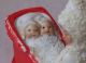 Antique Snowbabies Bisque Figurine 7156 Marked Germany Figurines photo 4