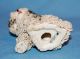 Vintage Spaghetti Pottery Darling Shih Tzu Or Lhasa Apso Terrier Dog Figurine Figurines photo 11