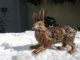 Antique Austrian Cold Painted Bronze Rabbit Figurine 19th C. Metalware photo 2