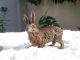 Antique Austrian Cold Painted Bronze Rabbit Figurine 19th C. Metalware photo 4