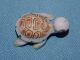 Vintge Porcelain Ceramic Pottery Adorable Tiny Turtle Tortoise Figurine Figurines photo 7