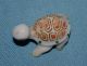Vintge Porcelain Ceramic Pottery Adorable Tiny Turtle Tortoise Figurine Figurines photo 8